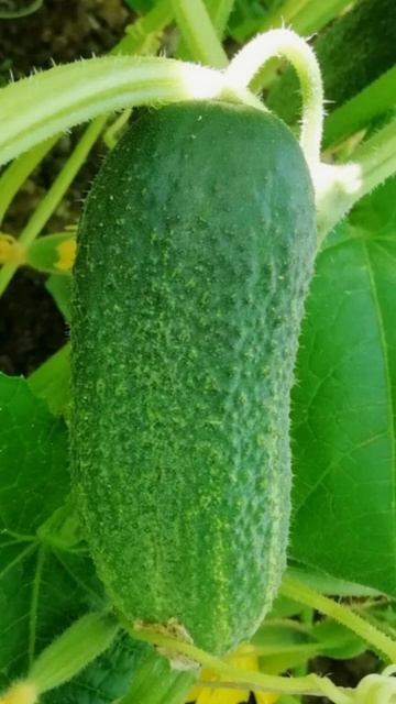 Эта «горячая» подкормка легко повышает мой урожай огу смотреть онлайн