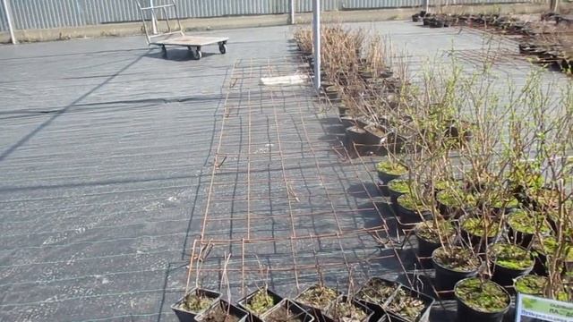 Обзор саженцев в питомнике Плодовый. Overview of seedlings in the Fr смотреть онлайн