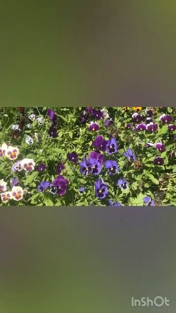 #ожиданиеvsреальность #сад #сеем вместе #дача #виола #ан? смотреть онлайн