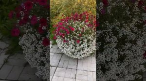 Алиссум Сноу Принцесс -  вырастет даже у ленивых! #алис?