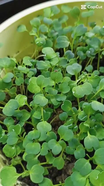 Пикировка первых томатов!! Не пропустите полный обзор смотреть онлайн