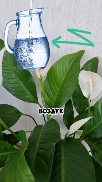Правильный уход за спатифиллумом зимой #сад #огород #р? смотреть онлайн