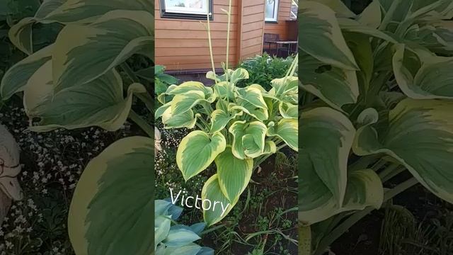 хоста Victory (xl) #садоводство #хосты смотреть онлайн
