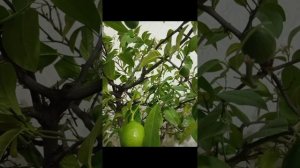 Лавровый лист - натуральное удобрение для комнатных р?