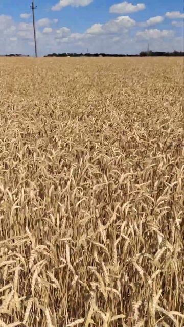 Уборка урожая пшеницы 2024! смотреть онлайн