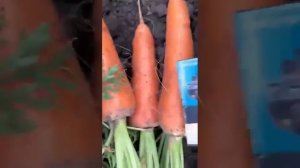 Морковь Абако F1.