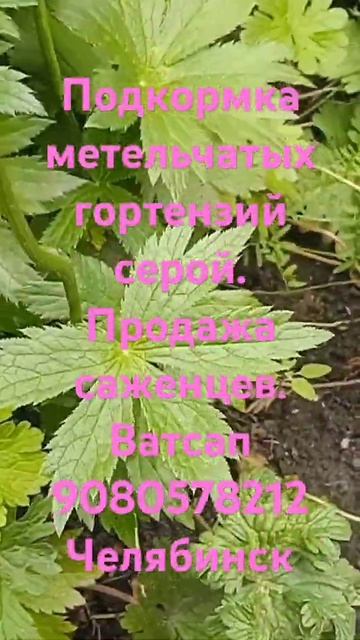 ПОДКОРМКА ГОРТЕНЗИЙ СЕРОЙ. ПРОДАЖА САЖЕНЦЕВ ГОРТЕНЗИ? смотреть онлайн