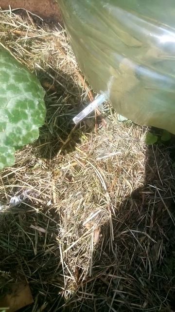 Самодельный капельный полив. Бутылки хватает на 2 неде смотреть онлайн