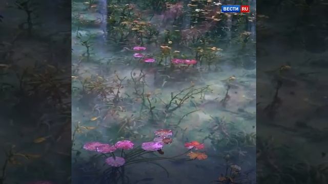 Пруд Моне. 🤗🤗🤗 смотреть онлайн