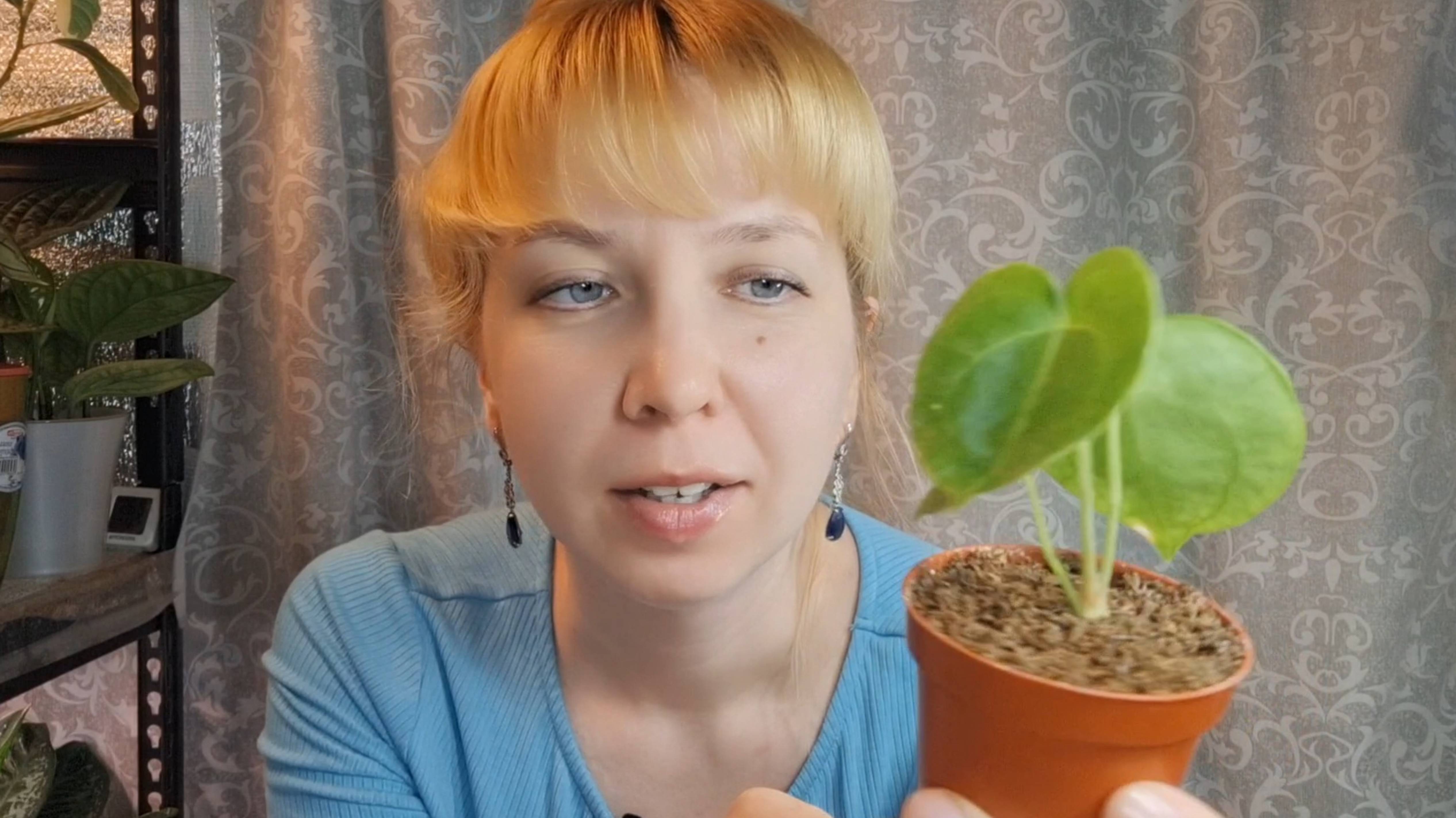 Пересадка антуриума кларинервиум на фитильный полив смотреть онлайн