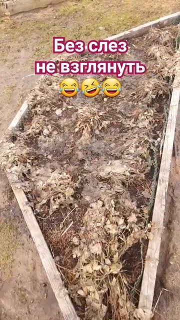 🍓Земляничкая грядка после зимы🍓До и после уборки🍓 смотреть онлайн