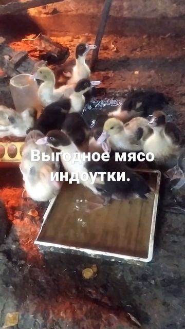 Разводить индоуток выгодно. смотреть онлайн