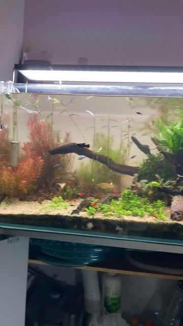 Пересадка гуппи Эндлера