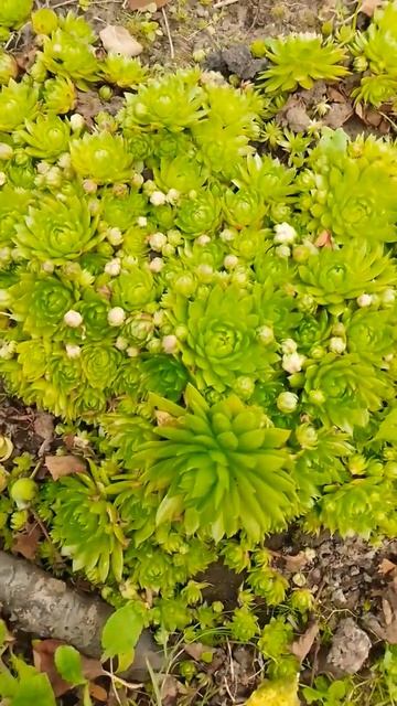 Молодило - Каменная Роза #shorts