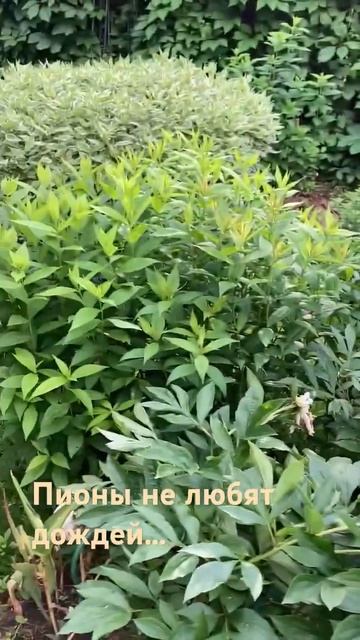 Подумайте куда сажать пионы!! Они не любят дождей!!! смотреть онлайн