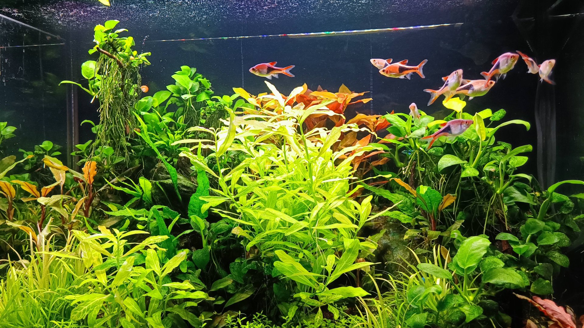 Обзор моих аквариумов травников 2025 смотреть онлайн