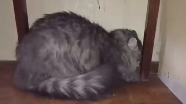 Кошку по имени Хрюша наказали