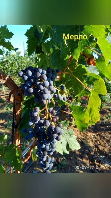 винные сорта винограда смотреть онлайн