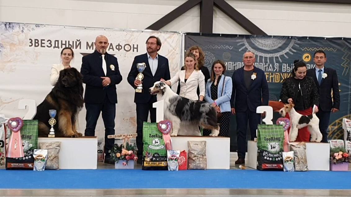 03.05.2025, СПб. Клуб "Невский Фаворит" (РКФ, РФЛС). Выставка собак "ЗВЕЗДНЫЙ МАРАФОН" (САС, ЧФ) смотреть онлайн