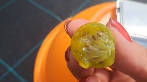 Гроссуляр-крыжовник бесшипный, раннего срока созрева?