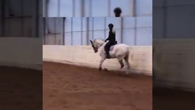 ПРИКОЛЫ С ЛОШАДЬМИ смотреть онлайн