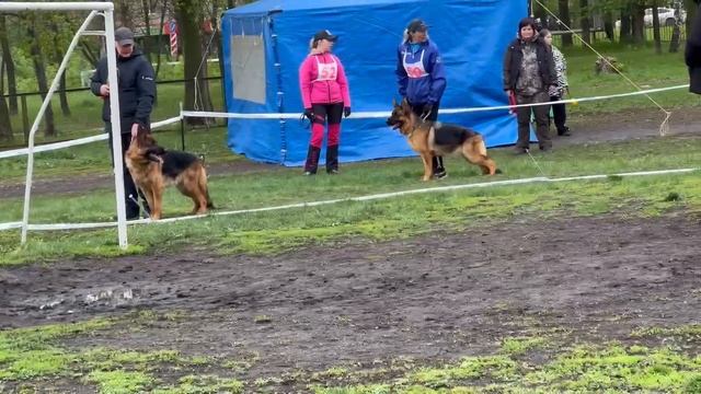 РАБОЧИЙ СУКИ / КЧК САМАРА 27 апреля`25 И.Герлеман Моно немецких овчарок