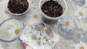 Тигридия - посев своих семян.