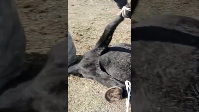 восточный Саян буряты горы Ока смотреть онлайн