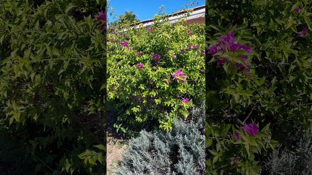 Цветы, кустарники и деревья города Сиде. Турция. смотреть онлайн