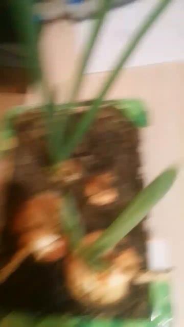 По приколу решил посадить лук смотреть онлайн