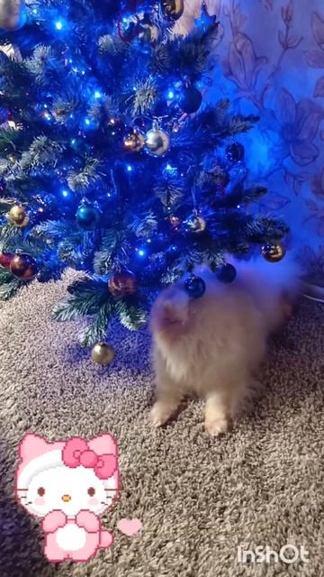 #шпиц . Всех с наступающим Новым Годом❤🥰☺🤗 смотреть онлайн
