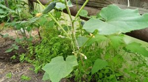 Я наконец-то с огурцами. Семена Партнер. Платоша.