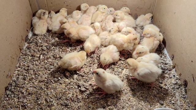 малыши-перепелята2