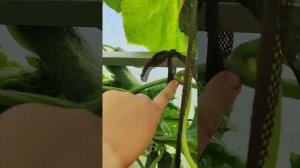 ОГУРЦЫ НА ПОДОКОННИКЕ В ПЯТИ ЛИТРОВЫХ БУТЫЛКАХ! ГИБРИ?