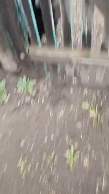 Ломится в мой огород😂❤️#огород #лето #приколы #овощи смотреть онлайн