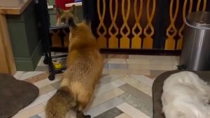 Лиса-Алиса. Реакция лисы на себя в зеркале