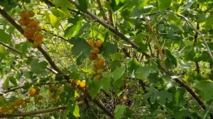 Смородина золотистая сорт Ляйсан