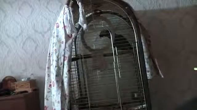 Попугай жестко дразнит ребенка смотреть онлайн