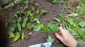 Размножение калины Бульдонеж