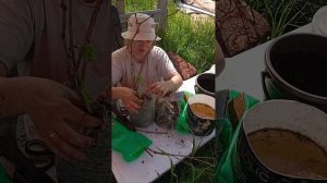 Купили саженцы винограда, что дальше ..