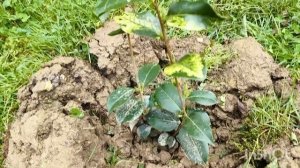 Камелии из черенков, моё укоренение.