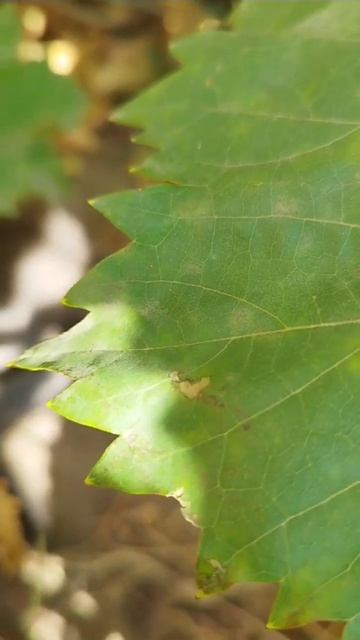 3 октября. Мышеловка смотреть онлайн