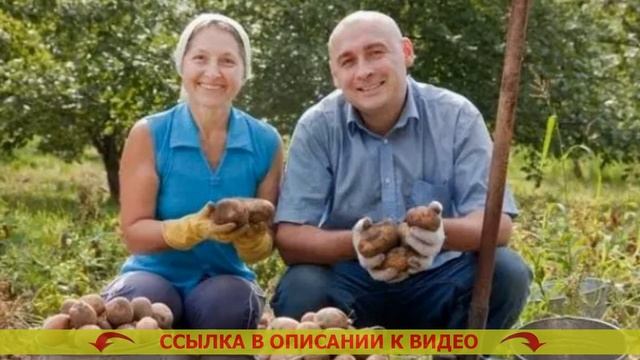 Сорняк березка фото как избавиться 👌 Обработка карто