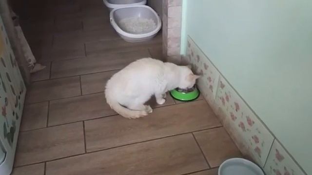 Семён Семёныч смотреть онлайн