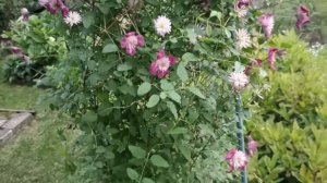 Клематис Авангард . Clematis Avant - Garde .