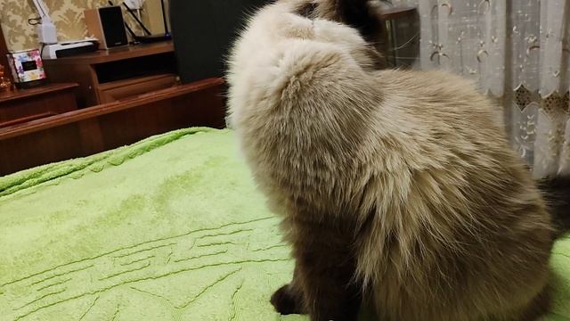 Семён пришел мириться! смотреть онлайн