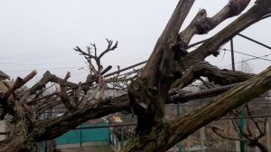 Обрезка винограда на арке. Интересно, посмотрите