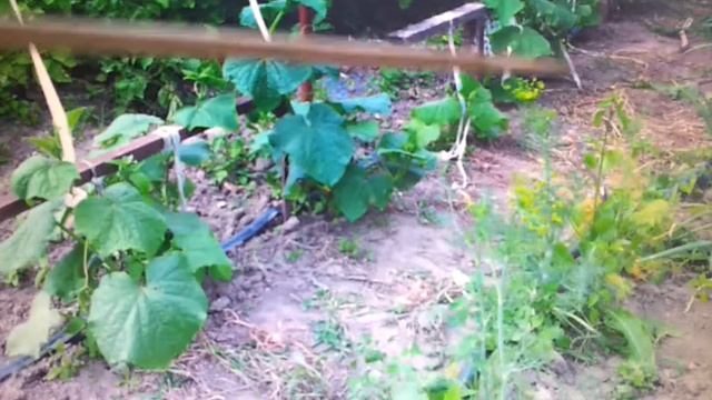 Видео опыта выращивания огурцов в 2017 году. смотреть онлайн