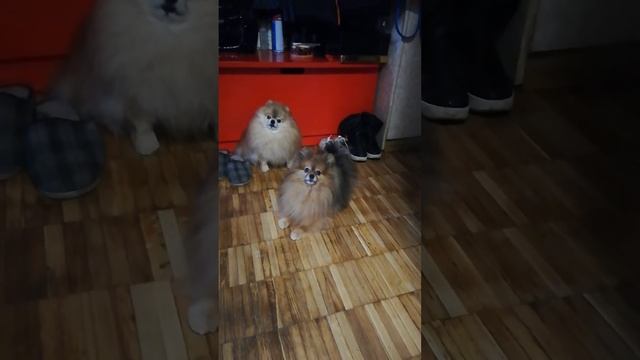 Солист группы " Мохначи" смотреть онлайн