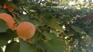 Обзор сорта Абрикос Мелитопольский ранний